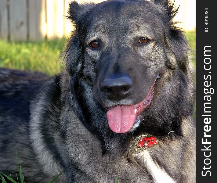 A beautiful smiling long haired dog. A beautiful smiling long haired dog.