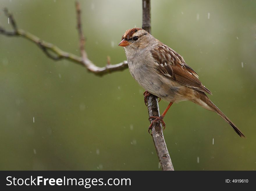 White Crowned Sparrow juvenile with rain drops falling through the frame.