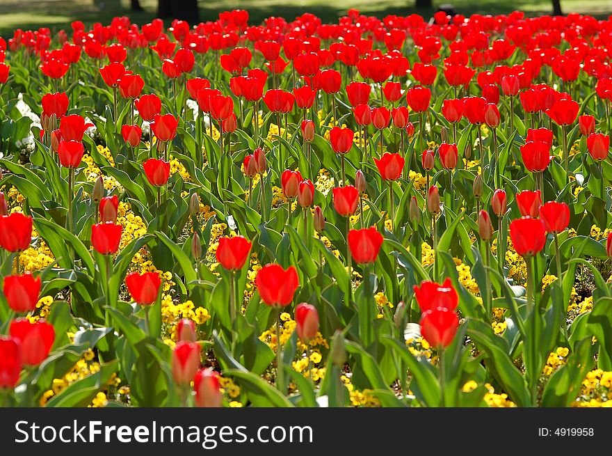 Picture of tulips taken in Beppu Koen, Oita, Japan