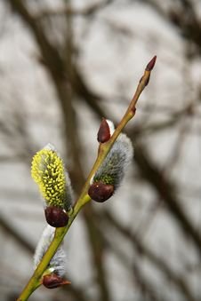 Spring Pussy-willow Stock Photo