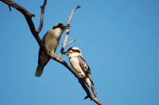 Kookaburra In Darts Creek Royalty Free Stock Image Kookaburra In Darts Creek Royalty Free Stock Image
