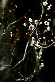 Plum Blossoms Stock Images
