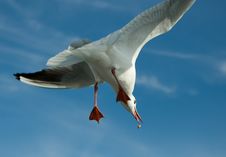Close-up Of Seagull Royalty Free Stock Photography
