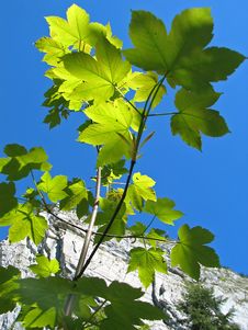 The Branches With Green Leaves Royalty Free Stock Photography The Branches With Green Leaves Royalty Free Stock Photography