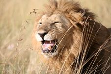 Majestic Lion Standing Growling In The Grass Stock Image Majestic Lion Standing Growling In The Grass Stock Image