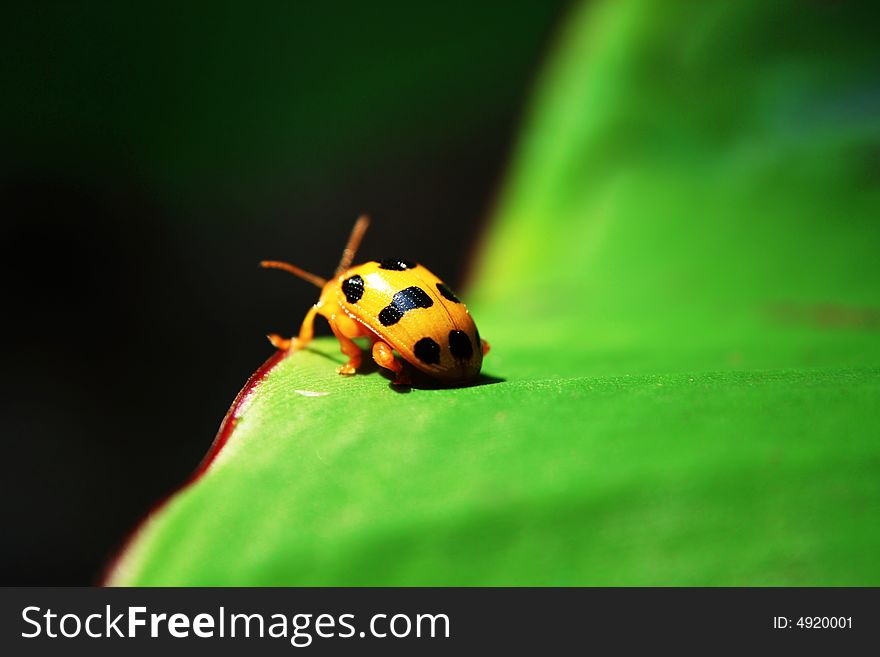 Yellow ladybug on the green leaf in a sunny day