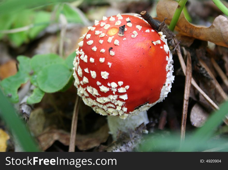 This is pretty little mashroom which is very health hazard for people. This is pretty little mashroom which is very health hazard for people