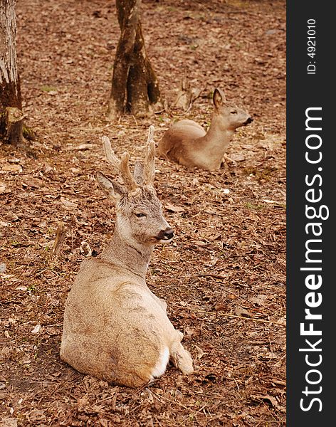 Two wild roe deers in a forest