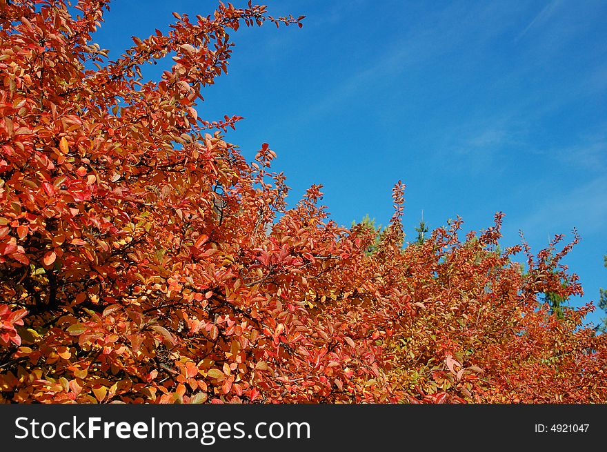 Red autumn leaves on a bush shot from a low angle