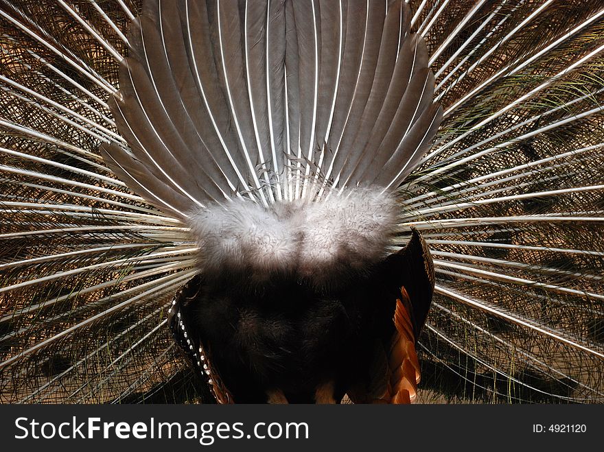 The tail feathers of a peacock seen from the behind,a bird of Juno. The tail feathers of a peacock seen from the behind,a bird of Juno.