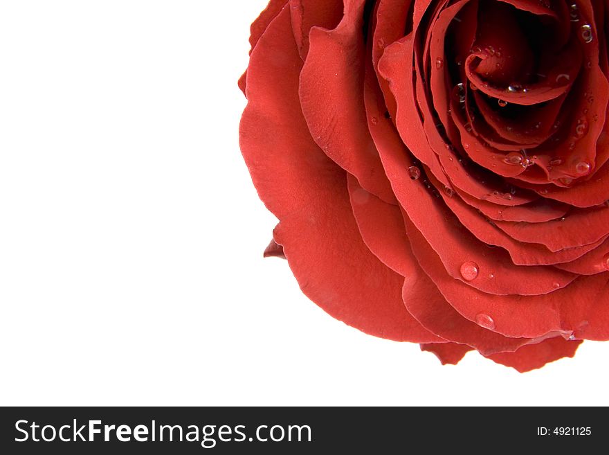 Red rose with dew drops isolated on white