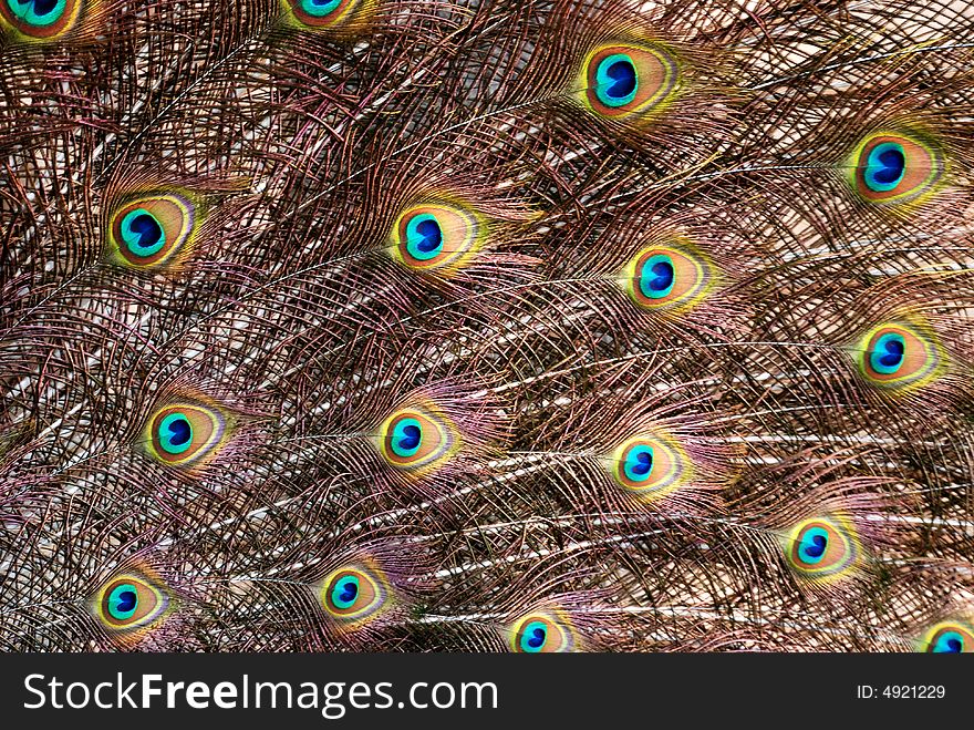 The colorful shiny spreading tail feathers of a Chinese green peafowl. The colorful shiny spreading tail feathers of a Chinese green peafowl.