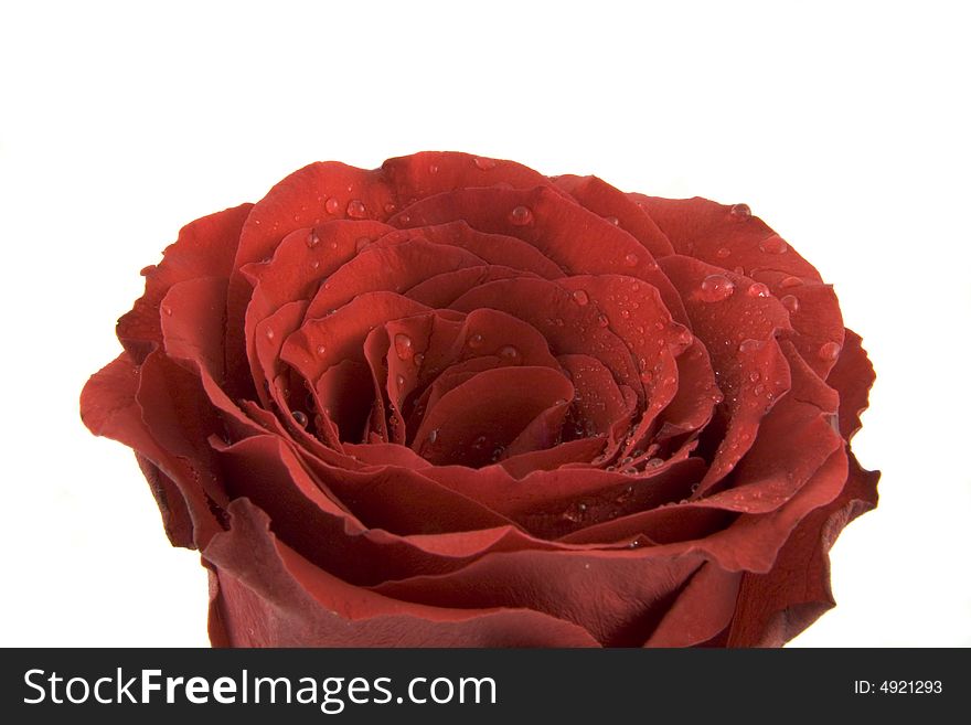 Red rose with dew drops isolated on white