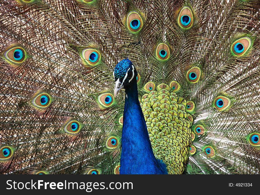 A Chinese green peafowl spreads its long beautiful tail feathers. A Chinese green peafowl spreads its long beautiful tail feathers.