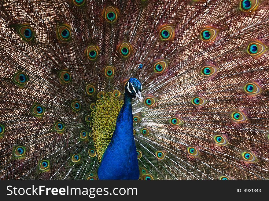 A beautiful peacock spreading its colorful tail feathers. A beautiful peacock spreading its colorful tail feathers.