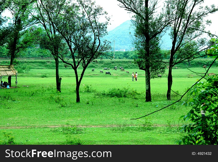 Spring Grass Land