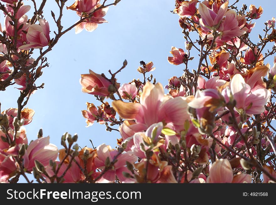 Spring has released these pink blossoms on this tree. Spring has released these pink blossoms on this tree.