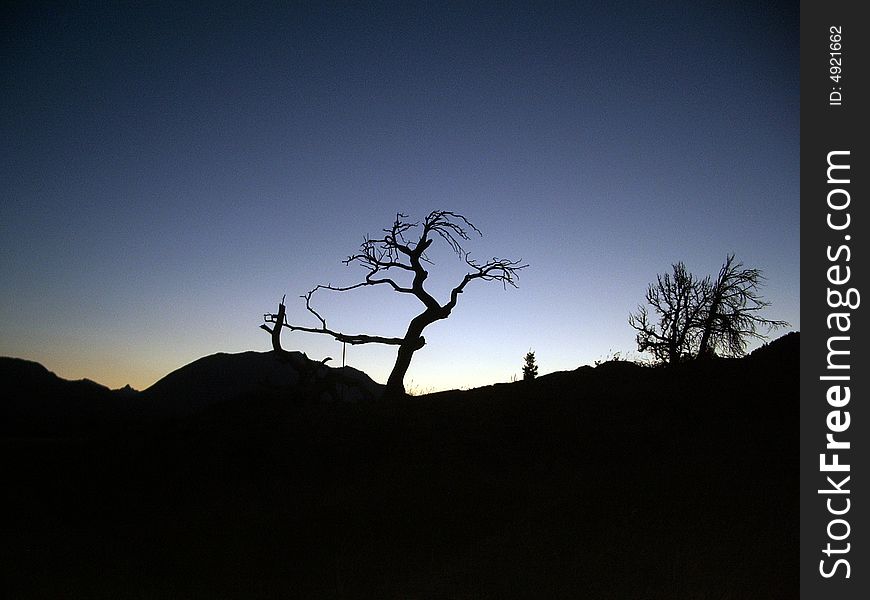 Frank Slide Tree