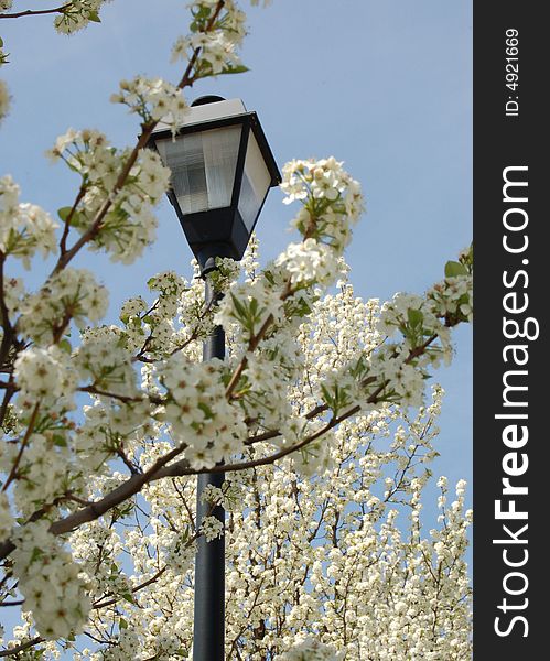 This lamppost poses itself elegantly among the blossoms of these spring trees. This lamppost poses itself elegantly among the blossoms of these spring trees.