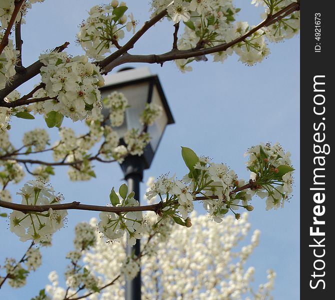 This lamppost poses itself elegantly among the blossoms of these spring trees. This lamppost poses itself elegantly among the blossoms of these spring trees.