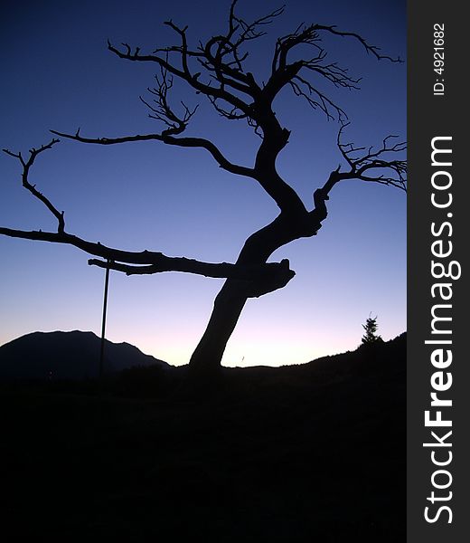 Famous Frank Slide tree in Crowsnest Pass, Alberta. Famous Frank Slide tree in Crowsnest Pass, Alberta