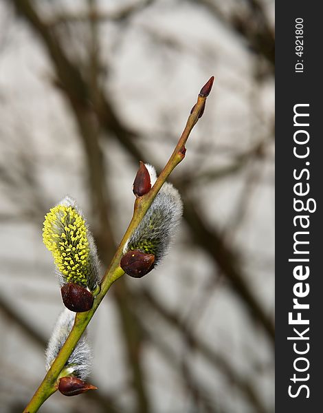 Spring pussy-willow, yellow bud