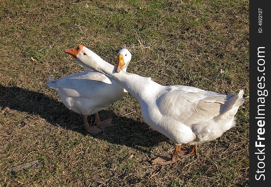 Pair Of Geese