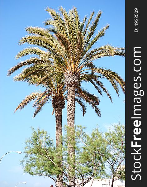 Beautiful palm alley in Playa de Mallorca. Beautiful palm alley in Playa de Mallorca