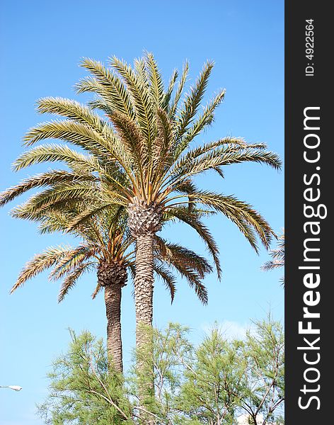 Beautiful palm alley in Playa de Mallorca. Beautiful palm alley in Playa de Mallorca