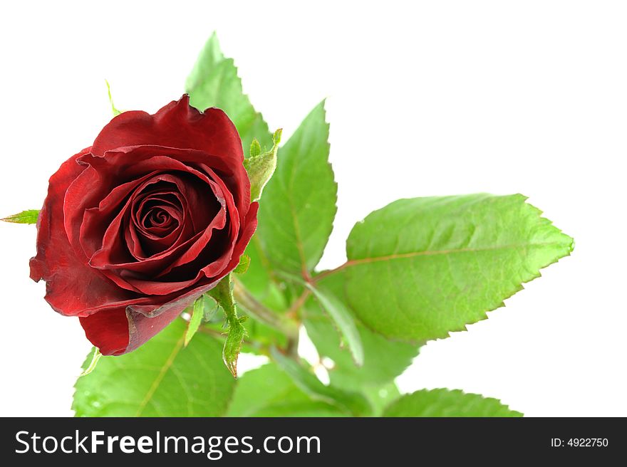 Translucent red rose and leaf on a white background