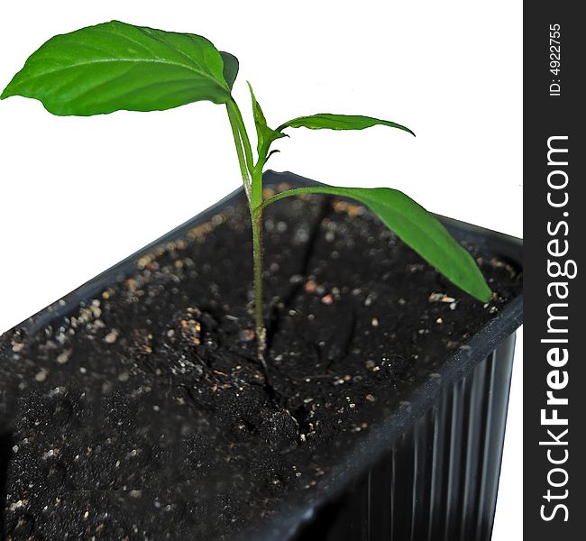 Red hot pepper sprout in trough