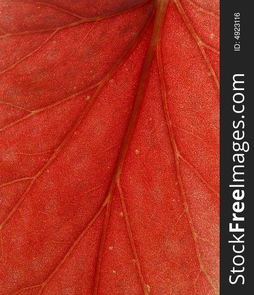 Macro photo of red leaf. Macro photo of red leaf.