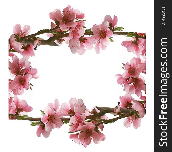 Frame from pink peach flowers