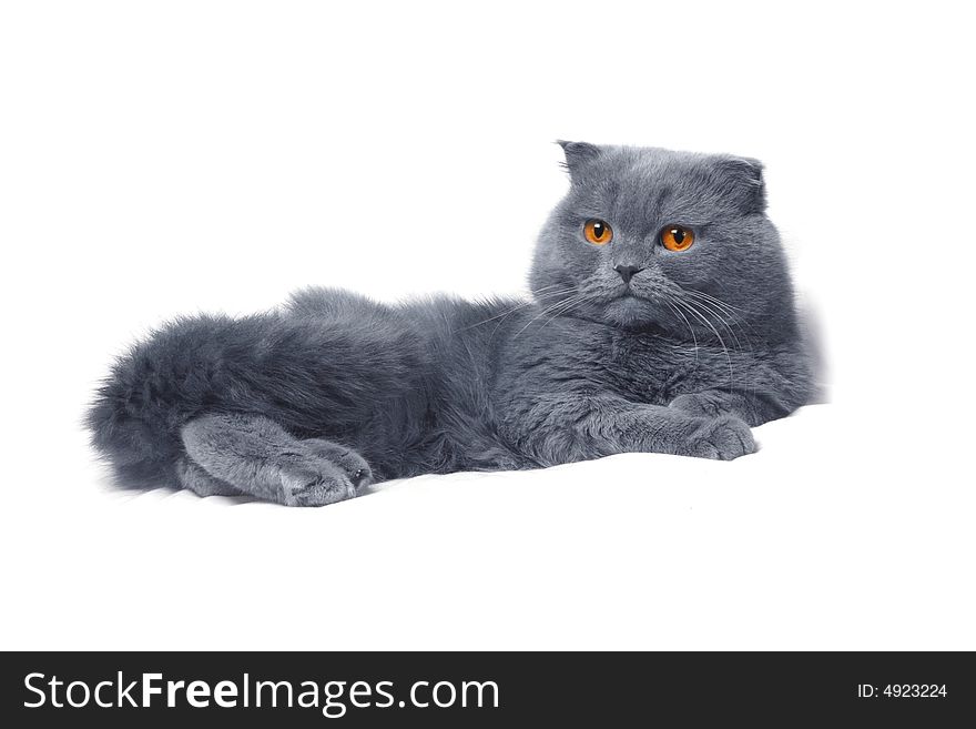 Scottish fold cat grey furry plushy