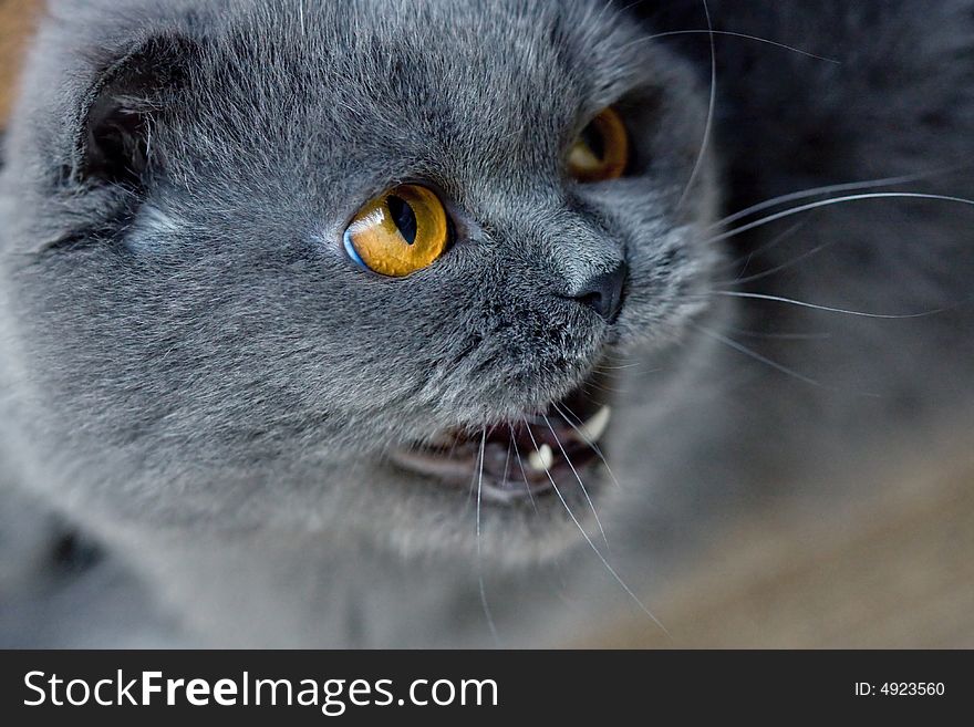 Scottish fold cat grey furry plushy. Scottish fold cat grey furry plushy