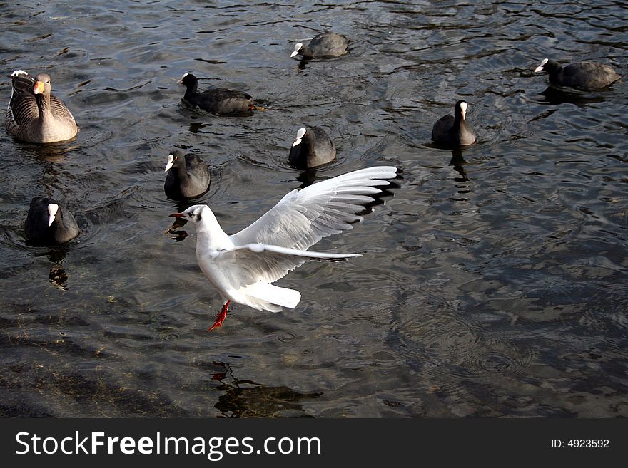 Gull is coming to the water surface among ducks and other birds. Gull is coming to the water surface among ducks and other birds
