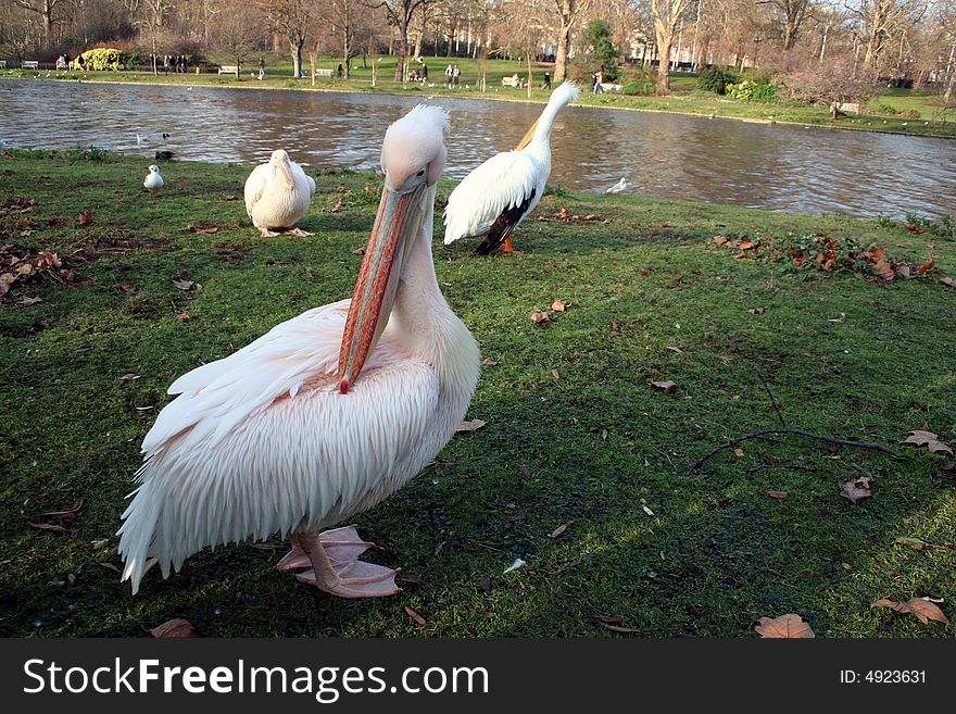 Couple of pelicans in one of the parks in London