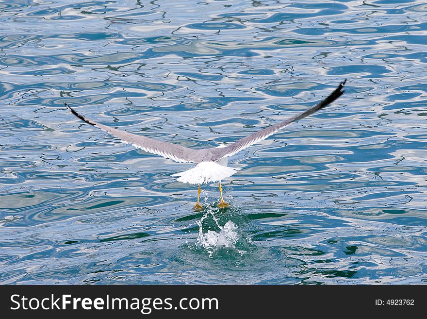 Seagull take off