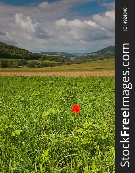 The only red poppy left at the landscape. Combination of wind bringing stormy clouds and sun still shining. The only red poppy left at the landscape. Combination of wind bringing stormy clouds and sun still shining.