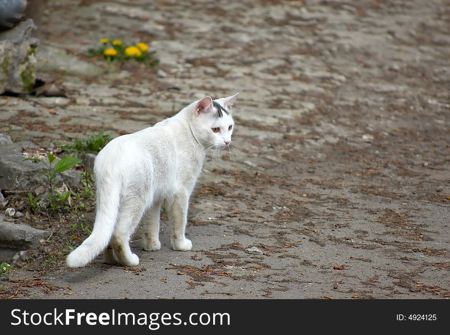 Serious white stray cat walking around his territory