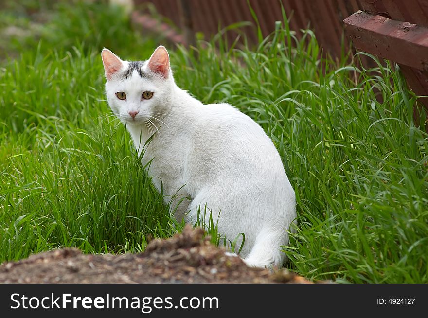 Serious white stray cat sitting in the green grass. Serious white stray cat sitting in the green grass
