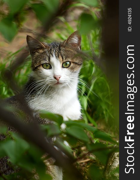 Stray cat hiding in the bush, selective focus