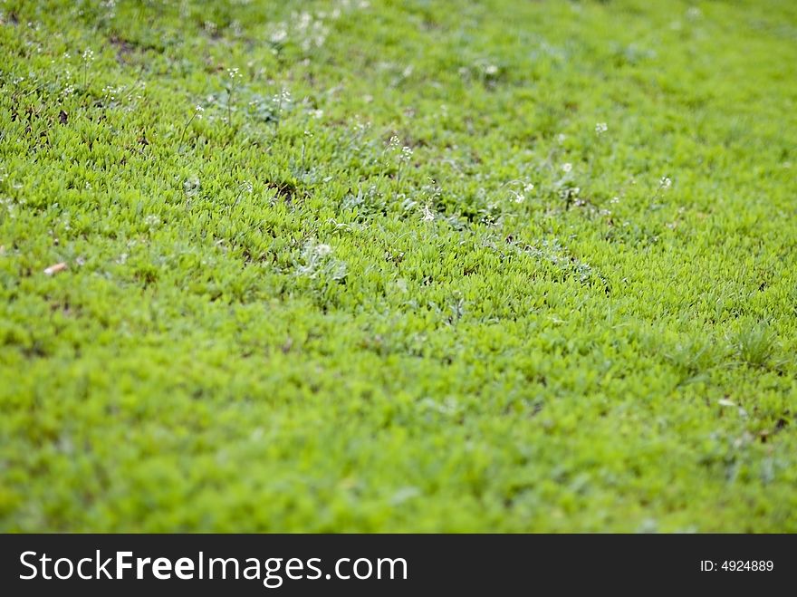 Green color background grass field. Green color background grass field
