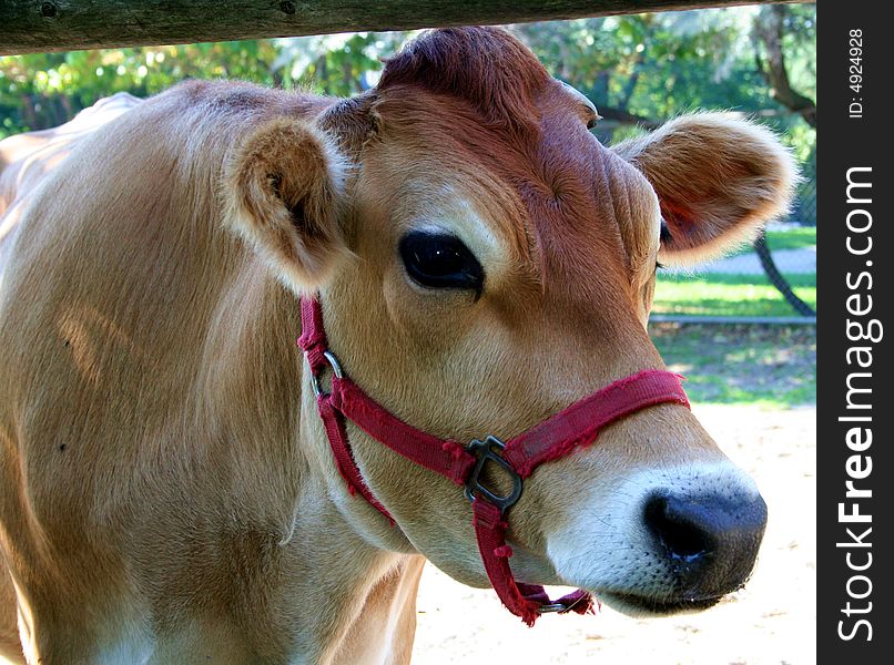 A cow looking through a fence. A cow looking through a fence