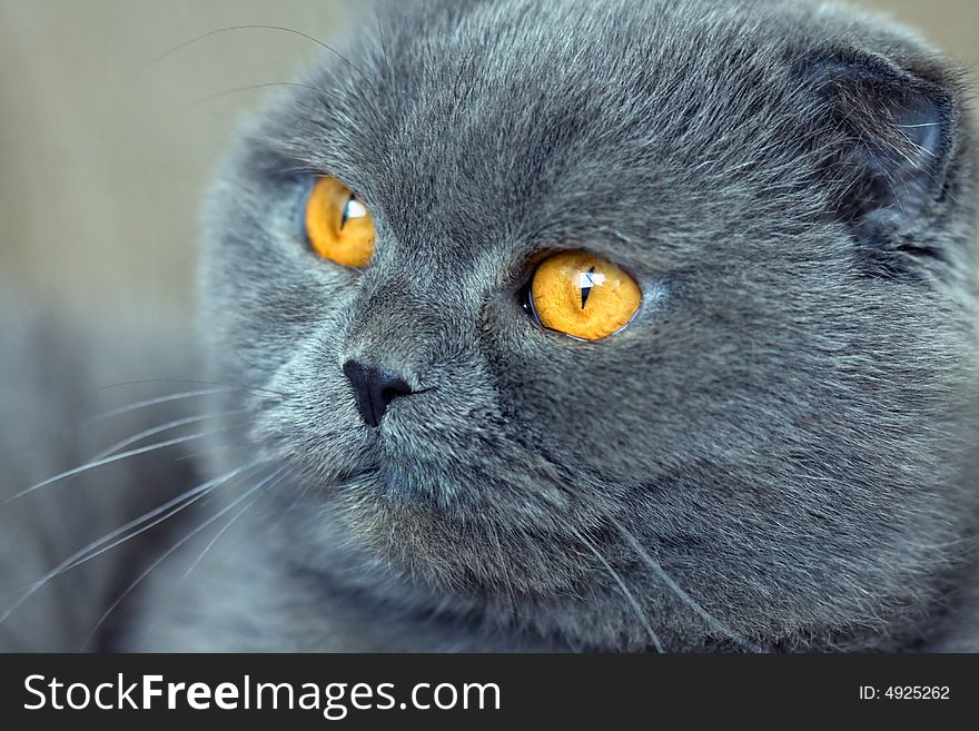 Scottish fold cat grey furry plushy