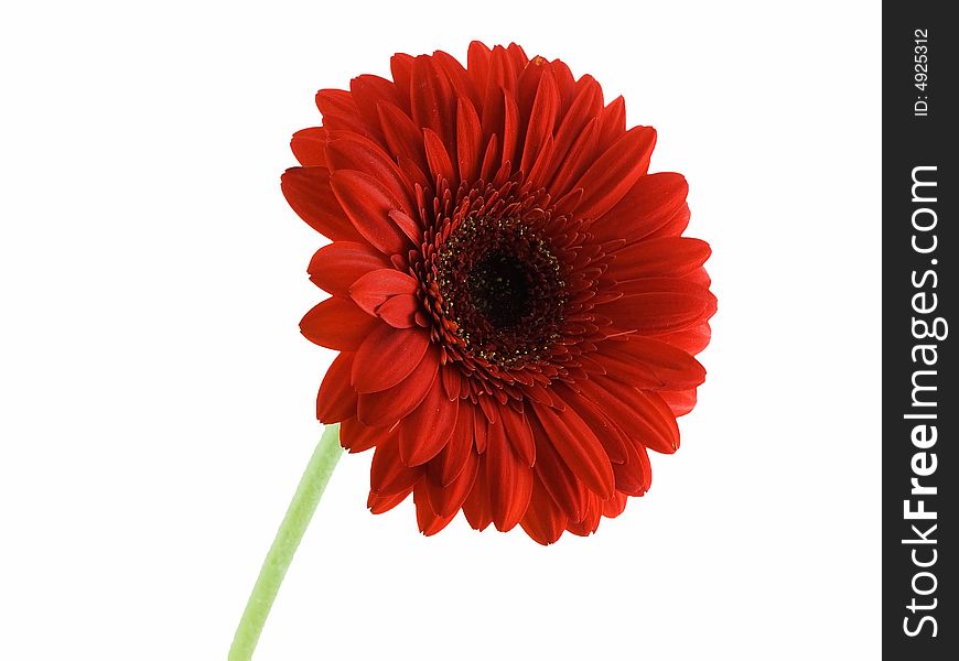 Red gerbera daisy isolated on a white background