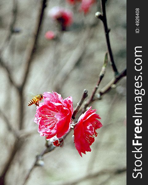 Spring peach flowers