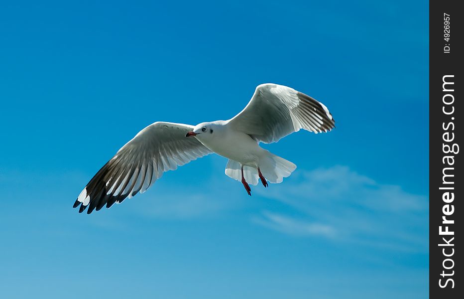 Close-up of seagull, flying over blue sky