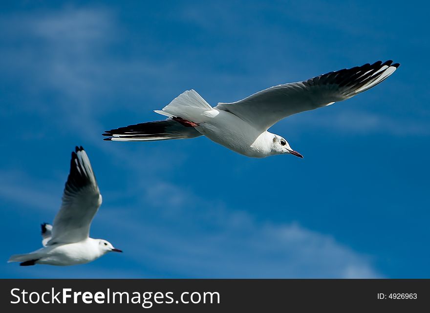 Close-up Of Seagulls