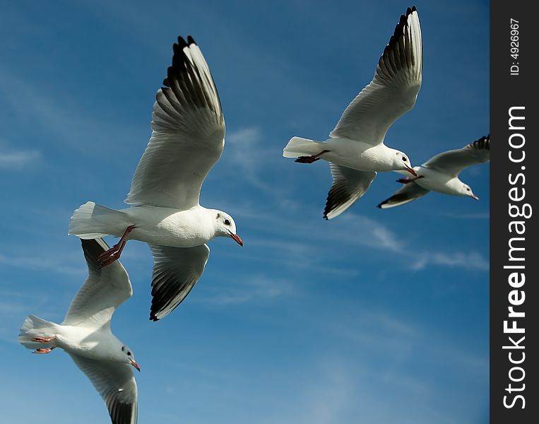 Close-up of seagulls